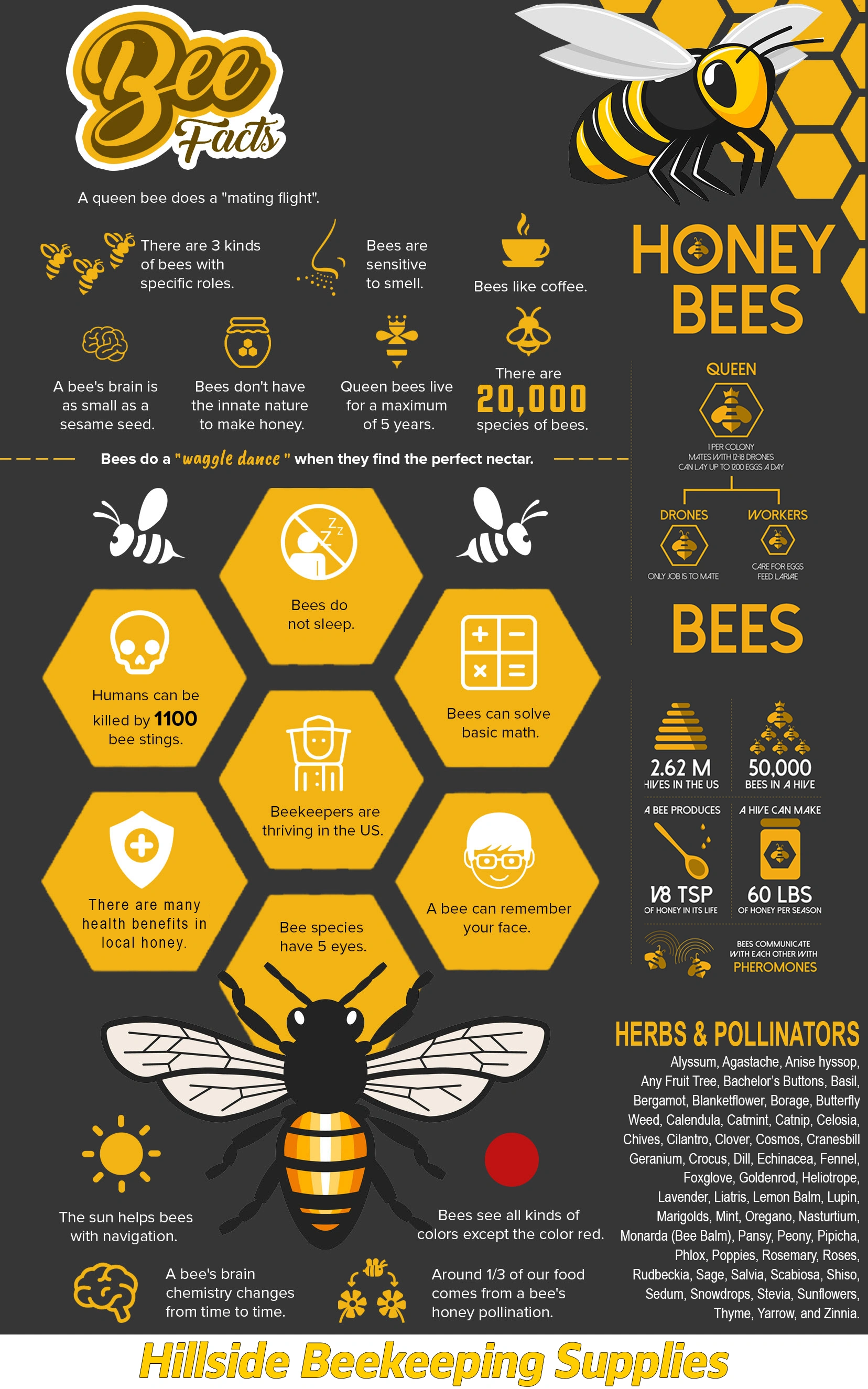 How Bees Fly [10 Facts About How, When, and Why] - BeekeepingABC